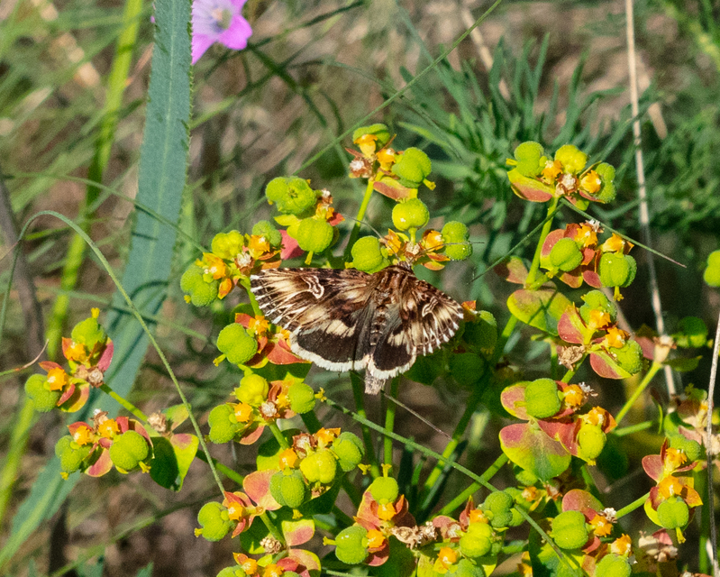 Actinotia radiosa - kis sugarasbagoly