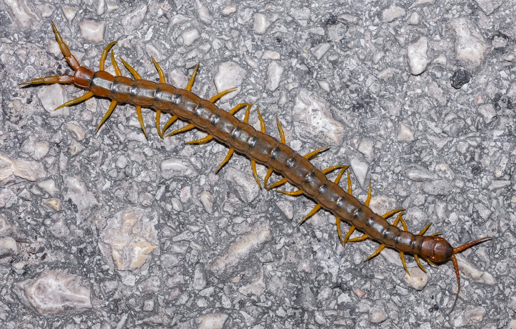 Scolopendra cingulata - öves szkolopendra