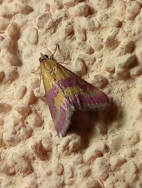 Pyrausta sanguinalis/virginalis