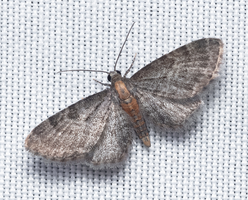 Eupithecia haworthiata - rozsdástestű törpearaszoló