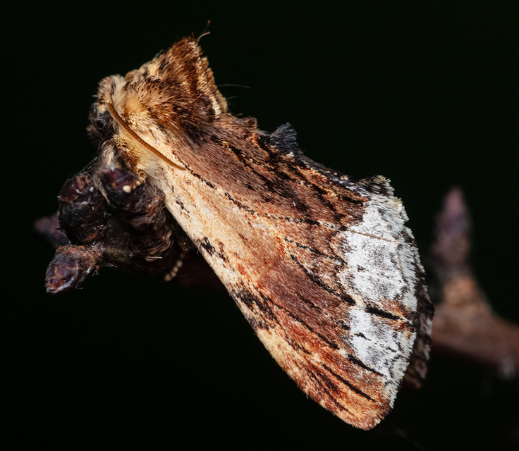 Ptilodon cucullina - csuklyás púposszövő