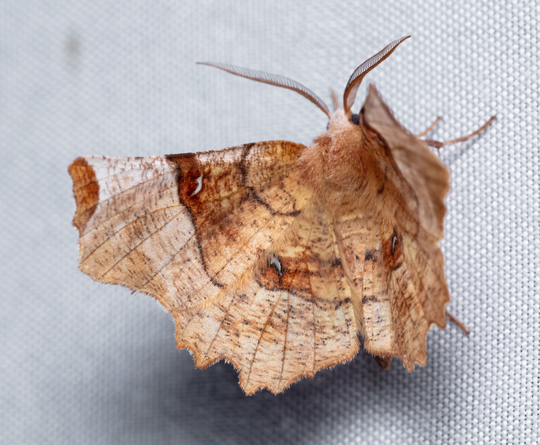 Selenia lunularia - egyfoltos holdasaraszoló