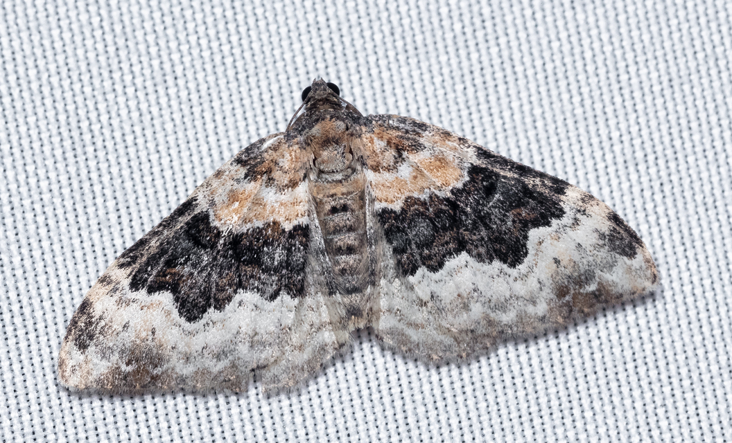 Epirrhoe galiata - sávos galajaraszoló