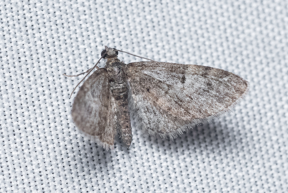 Eupithecia dodoneata - tölgy-törpearaszoló