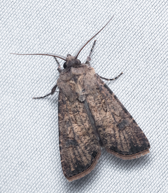 Agrotis segetum - vetési földibagoly