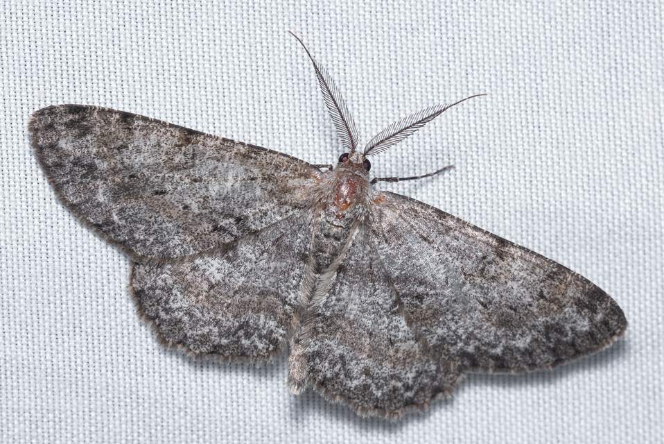Hypomecis punctinalis - pettyes faaraszoló