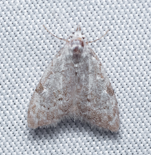 Nola confusalis - apró pamacsosszövő