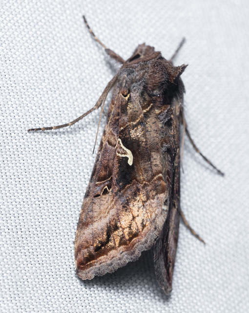 Autographa gamma - gammalepke