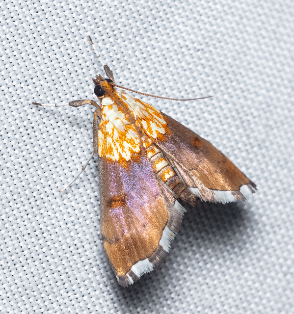 Agrotera nemoralis - ligeti tűzmoly