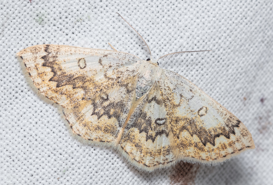 Cyclophora annularia - gyűrűs pettyesaraszoló