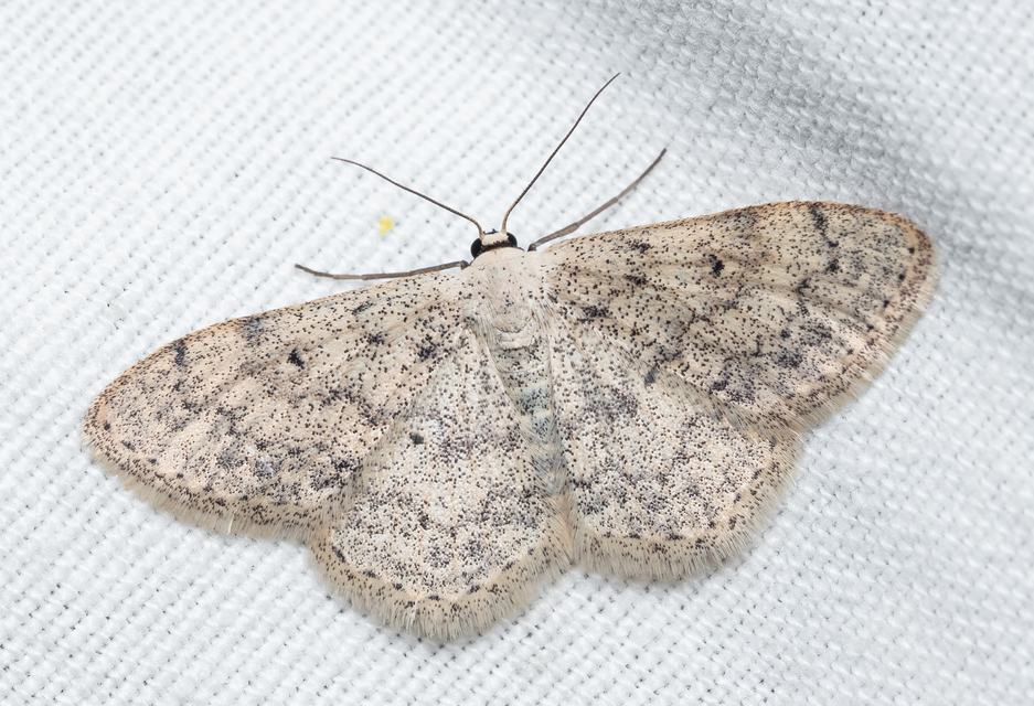 Scopula marginepunctata - pettyes sávosaraszoló