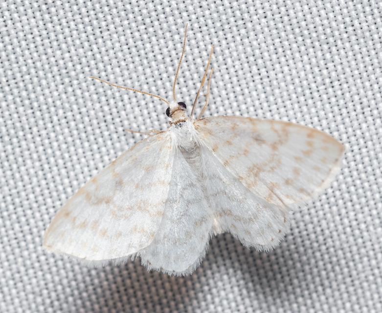 Asthena albulata - gyertyán-fehéraraszoló
