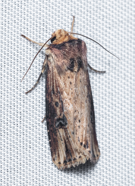 Axylia putris - vonalkás földibagoly