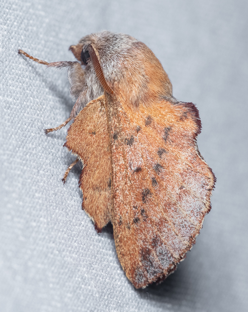 Phyllodesma tremulifolia - nyárlevélpohók