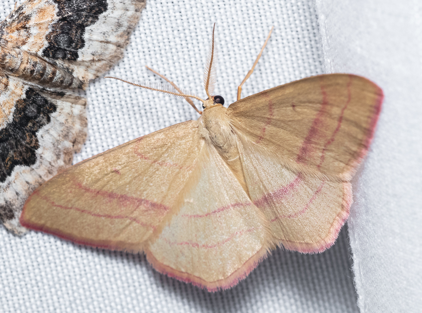 Rhodostrophia vibicaria - pirosszélű araszoló
