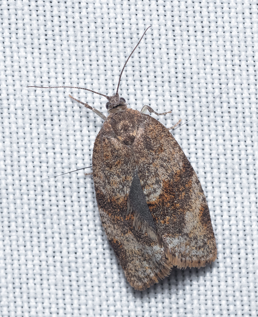 Syndemis musculana - füstös sodrómoly