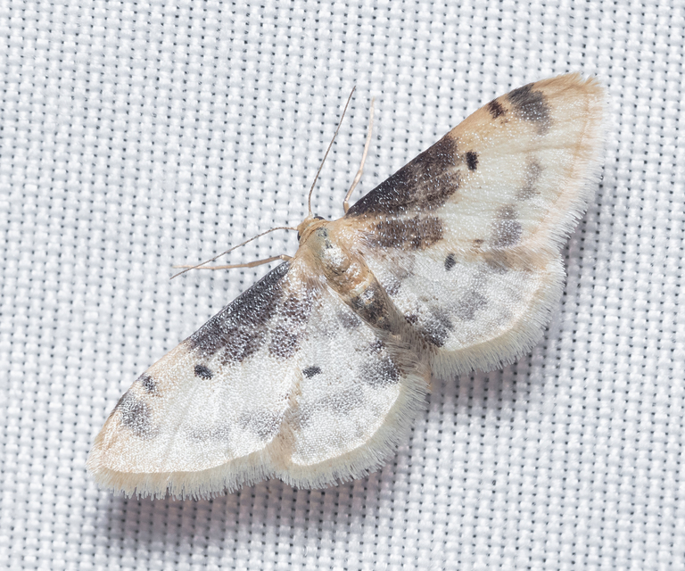 Idaea filicata - sötéttövű apróaraszoló
