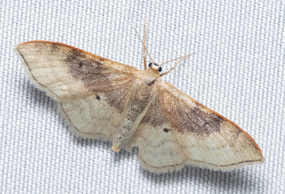 Idaea degeneraria - barnasávos araszoló