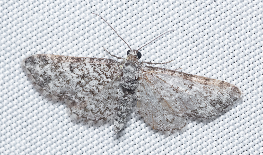 Eupithecia graphata - hangyabogáncs-törpearaszoló