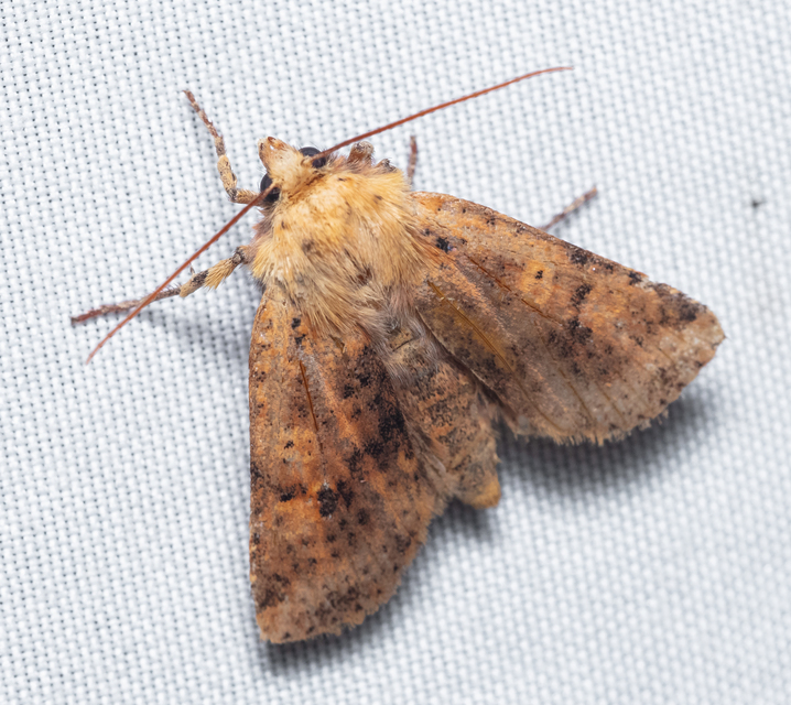 Conistra rubiginea - vörös őszibagoly