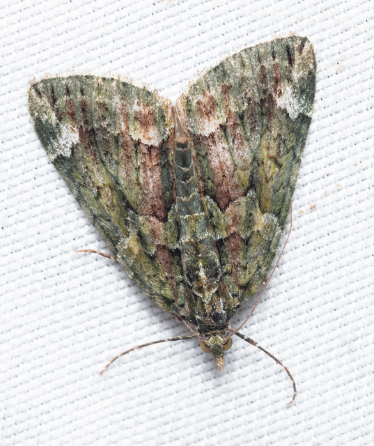 Chloroclysta siterata - salátazöld araszoló