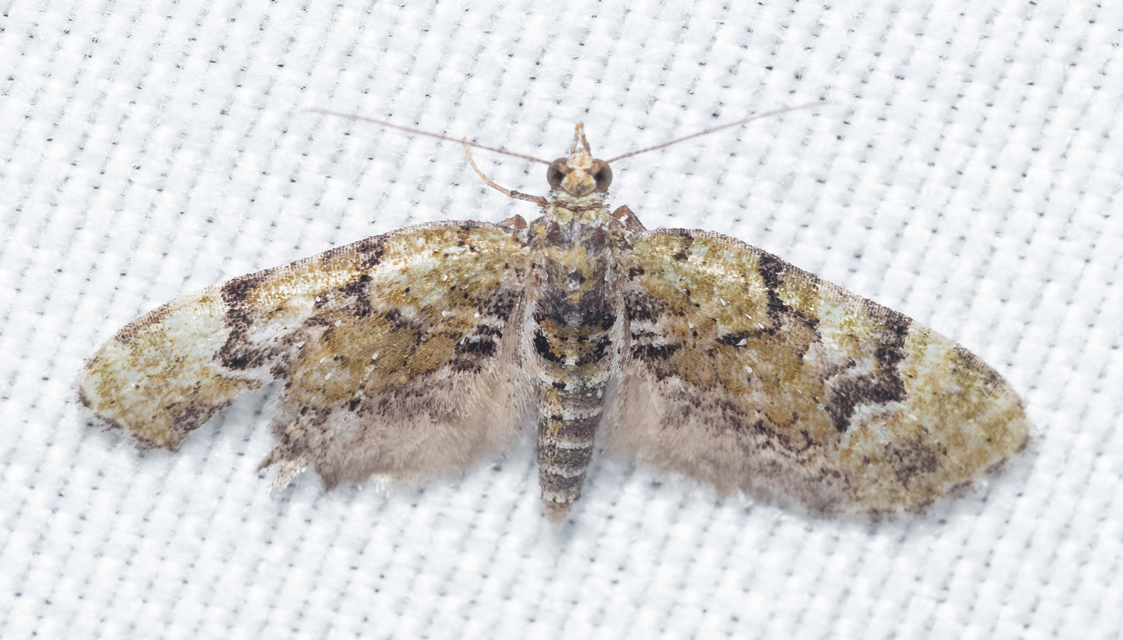 Chloroclystis v-ata - zöldes törpearaszoló