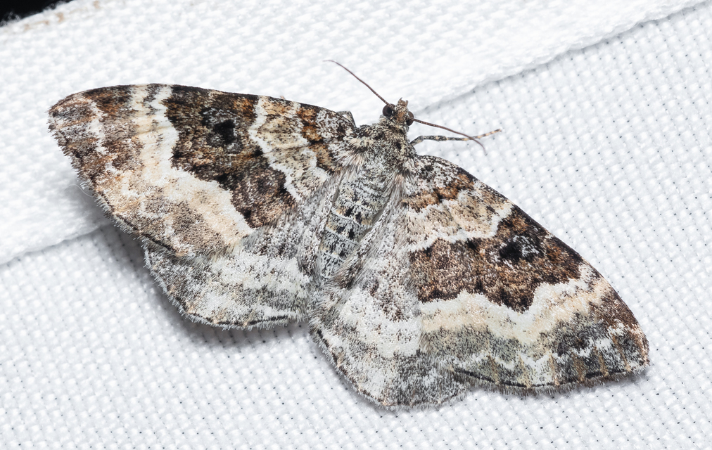 Epirrhoe alternata - galaj-tarkaaraszoló