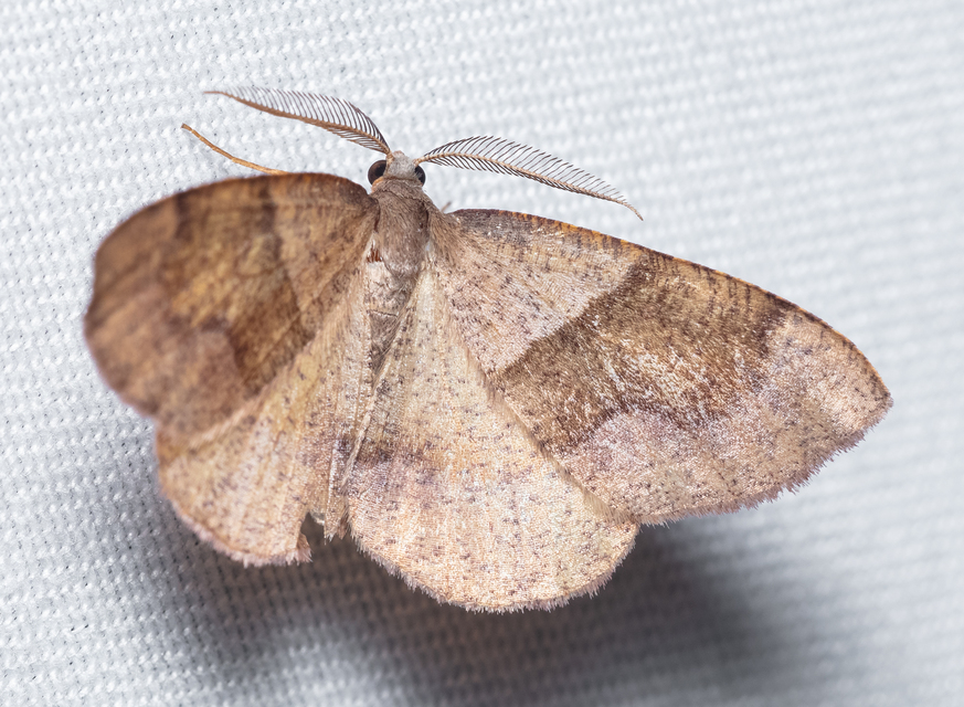 Plagodis pulveraria - szemcsés araszoló