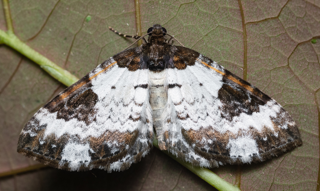 Melanthia procellata - hullámos tarkaaraszoló