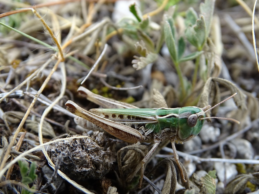 Stenobothrus nigromaculatus - sztyeppréti sáska