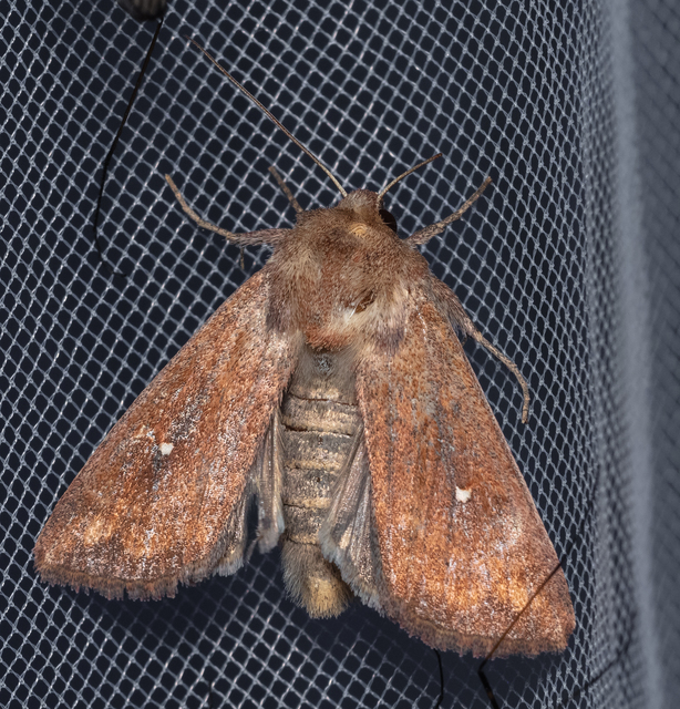 Mythimna albipuncta - fehérpettyes rétibagoly