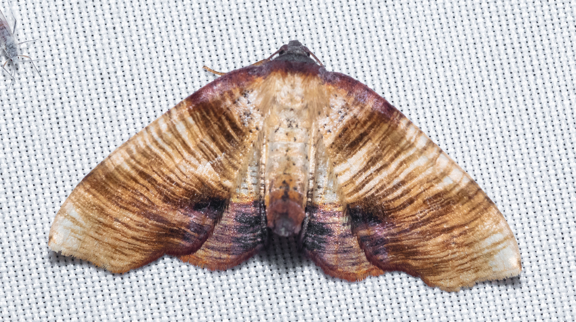 Plagodis dolabraria - baltaszárnyú araszoló