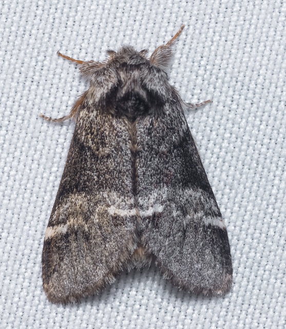 Drymonia dodonea - bélyeges púposszövő