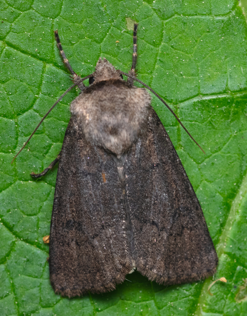 Agrotis cinerea - szürkés földibagoly