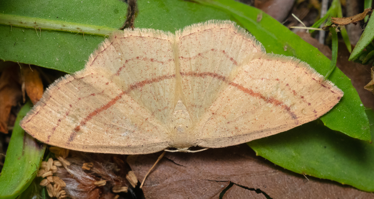 Cyclophora linearia - vonalas pettyesaraszoló