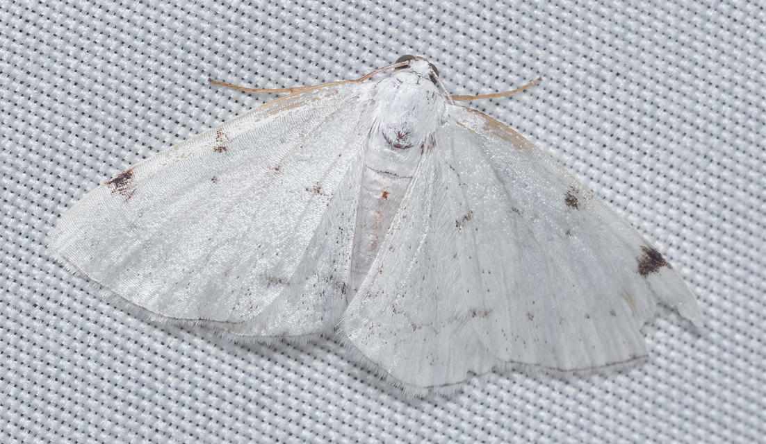 Lomographa bimaculata - kétpontos fehéraraszoló