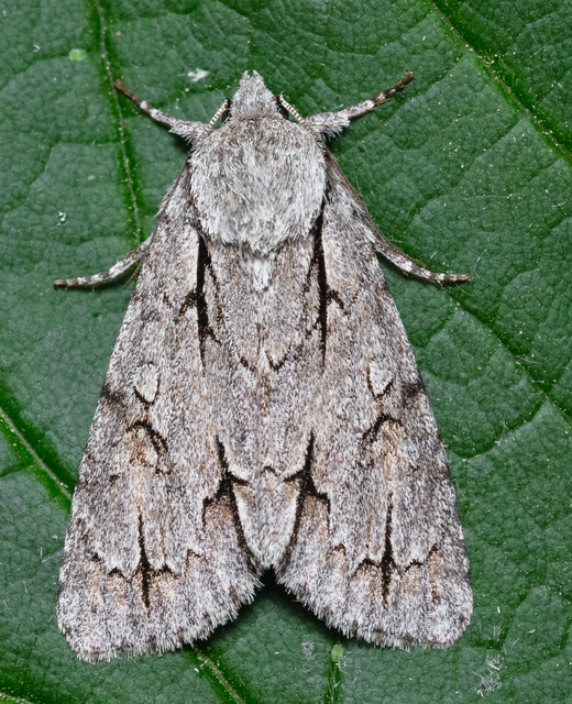 Acronicta cuspis/tridens/psi