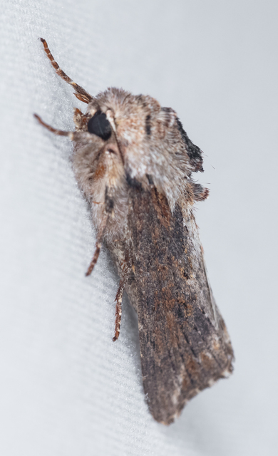 Egira conspicillaris - változékony szürkebagoly