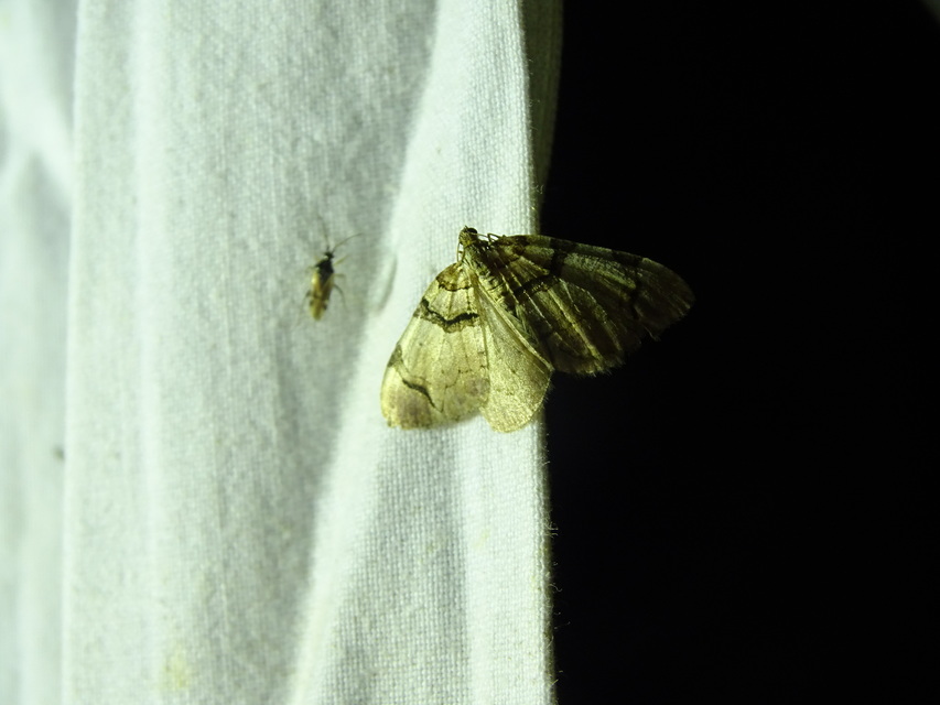 Anticlea derivata - vadrózsa-tarkaaraszoló