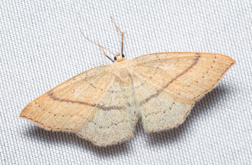 Cyclophora linearia - vonalas pettyesaraszoló