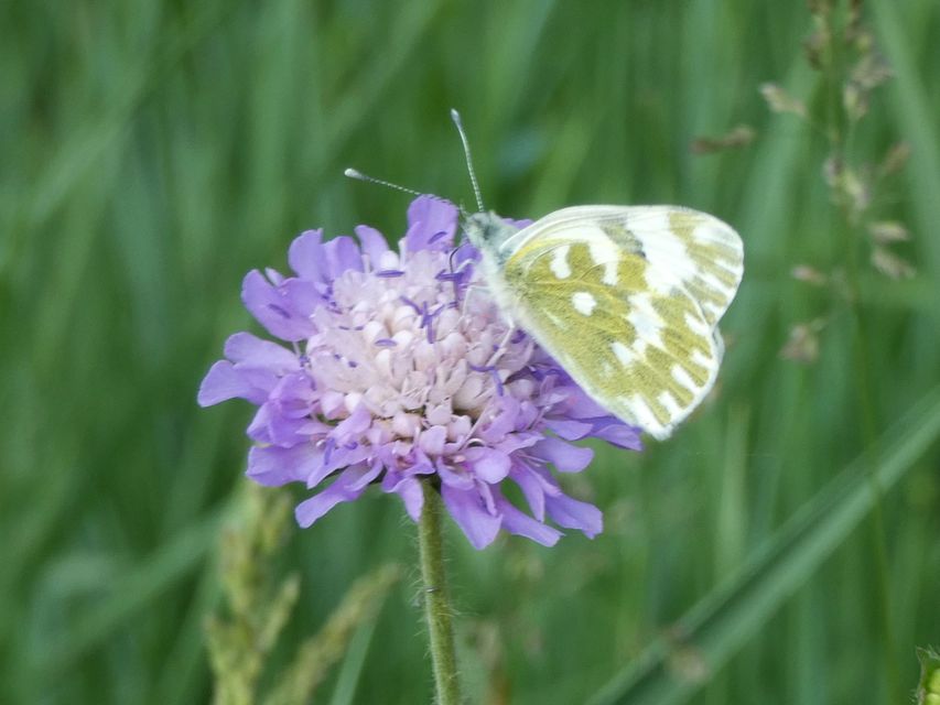 Pontia edusa - rezedalepke