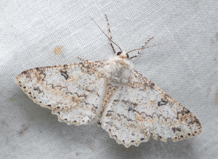 Ascotis selenaria - holdas faaraszoló