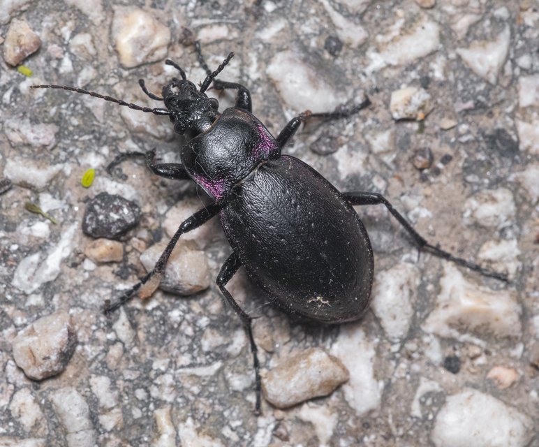 Carabus nemoralis - ligeti futrinka