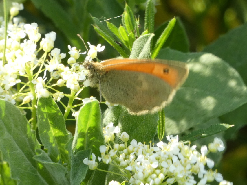 Coenonympha pamphilus - kis szénalepke