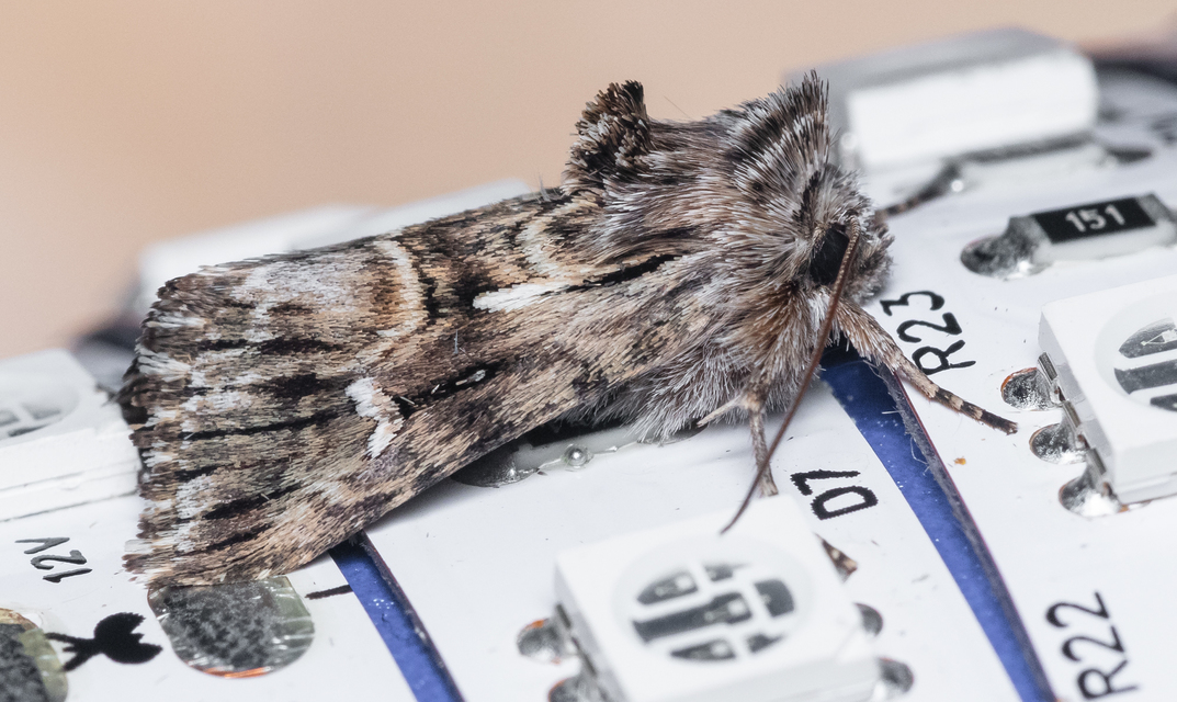 Calophasia lunula - gyújtoványfű-apróbagoly