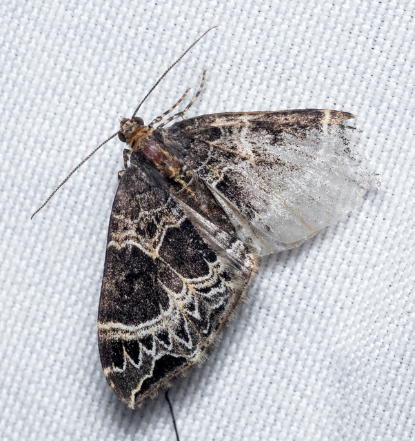 Ecliptopera silaceata - barna tarkaaraszoló