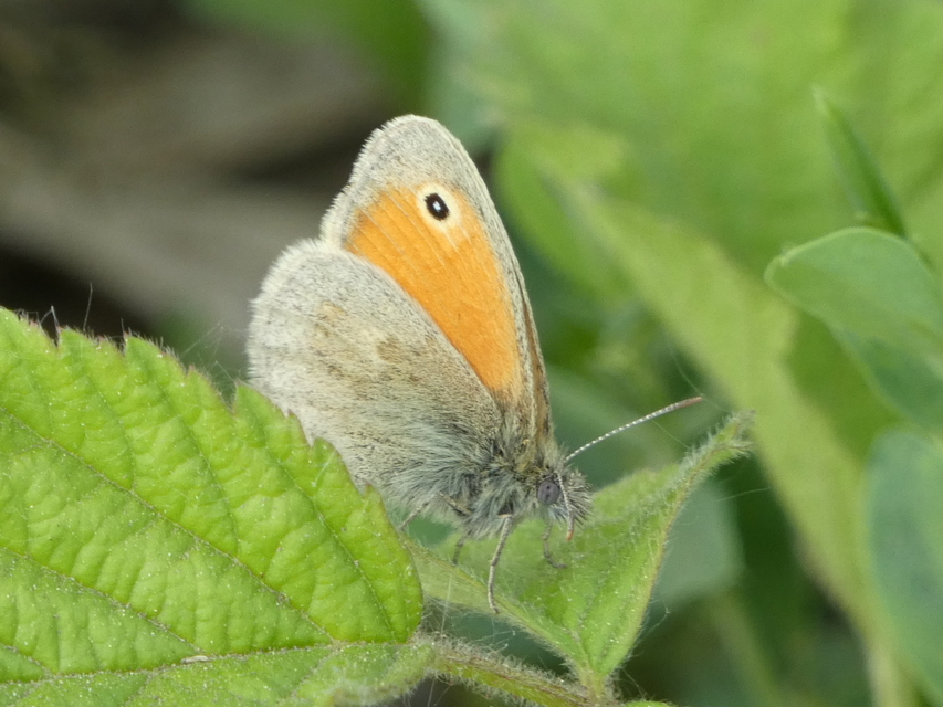 Coenonympha pamphilus - kis szénalepke