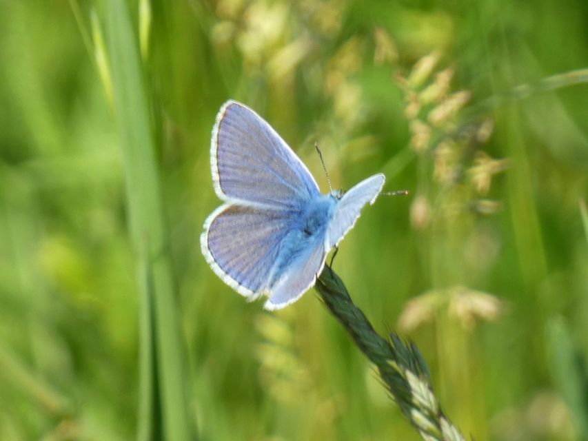 Polyommatus icarus - közönséges boglárka