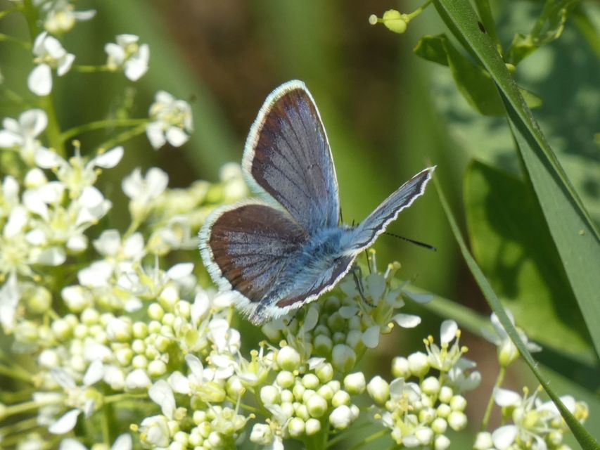 Plebejus argus - ezüstös boglárka