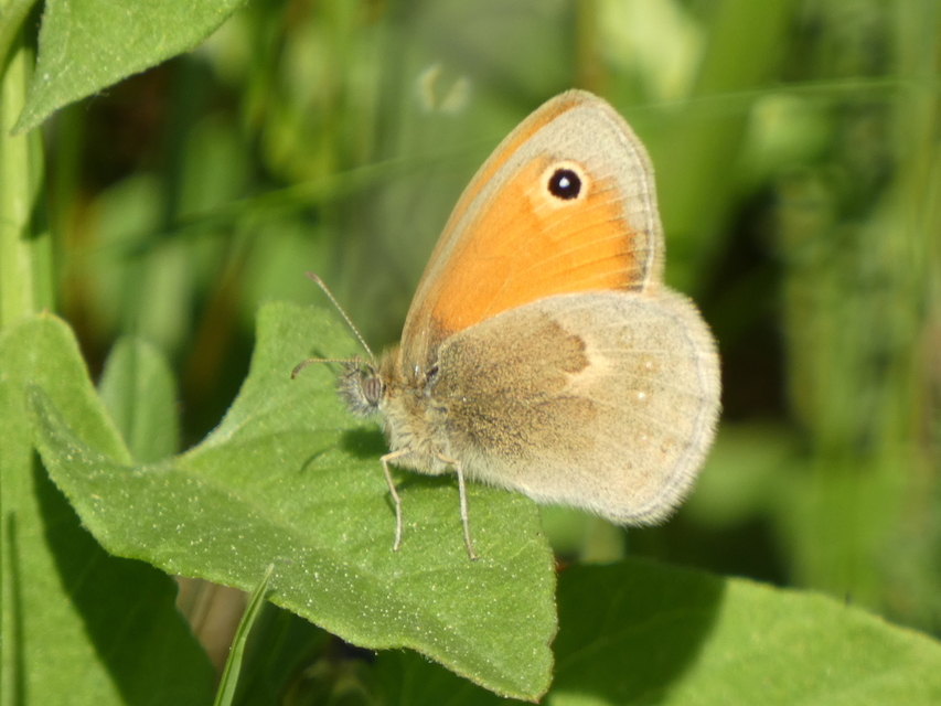 Coenonympha pamphilus - kis szénalepke